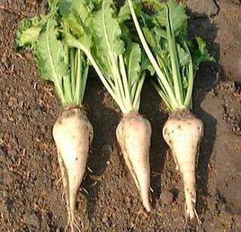 甜菜 KWS5436 甜菜 KWS5436