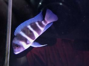 薩伊藍六間 薩伊藍六間