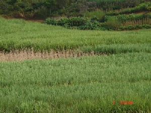 那布自然村四組