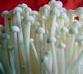 白色金針菇栽培 白色金針菇栽培