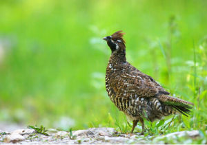 斑尾榛雞 斑尾榛雞