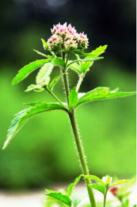 林澤蘭(原變種) 林澤蘭(原變種)