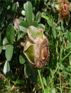 苞薔薇根 苞薔薇根