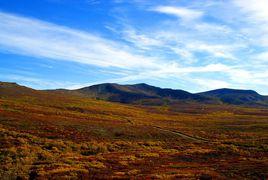 北極苔原[生態區域]