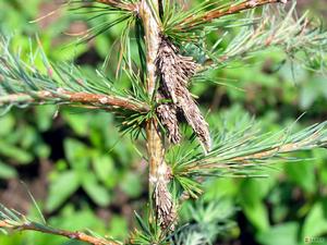 小窠蓑蛾 小窠蓑蛾