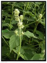 Cyathula officinalis