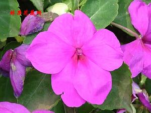 非州鳳仙花 非州鳳仙花