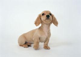 陸生生物 陸生生物