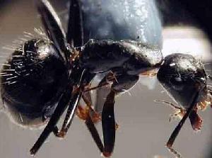 （圖）切葉蟻