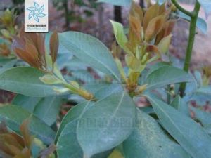 滇藏釣樟(變種) 滇藏釣樟(變種)