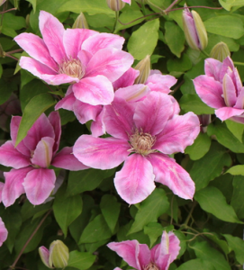 台中鐵線蓮 台中鐵線蓮