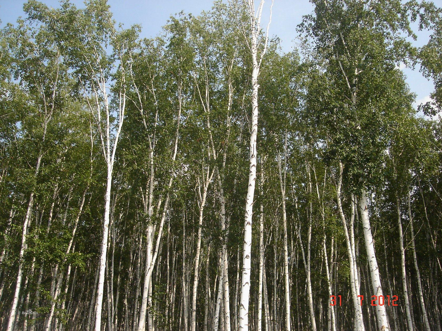 八月的白樺林風景