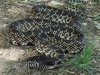 佛羅里達王蛇 佛羅里達王蛇