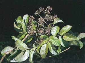 台灣五葉參 台灣五葉參