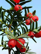 東北紅豆杉[中藥]