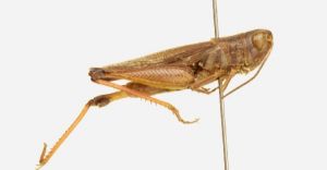 貴州二齒蝗 貴州二齒蝗