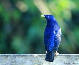 園丁鳥科 園丁鳥科