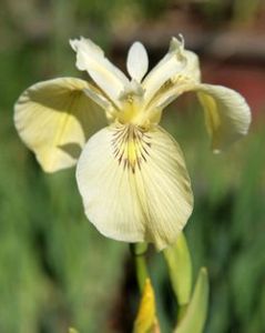 烏蘇里鳶尾 烏蘇里鳶尾