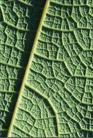 網狀脈序 網狀脈序