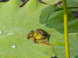 始頸蟲屬 始頸蟲屬