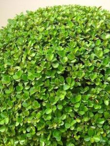 綠化苗木 綠化苗木