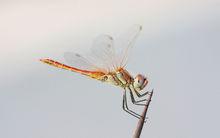 來自圖庫哇紅蜻蜓圖片