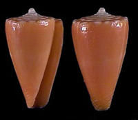 焰色芋螺 焰色芋螺