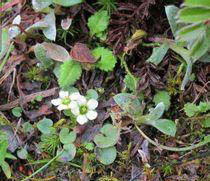 類三脈梅花草 類三脈梅花草