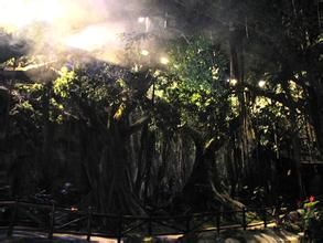 美國小鎮的“魔幻森林”