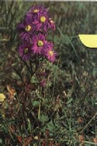 細枝狗哇花 細枝狗哇花