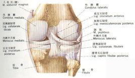 骨質增生酒 骨質增生酒