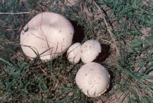 白鱗蘑菇 白鱗蘑菇