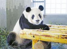 大熊貓力力