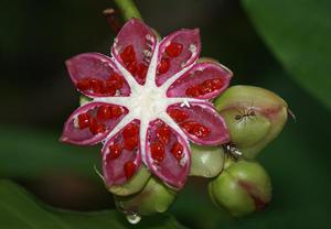 灌木五椏果 灌木五椏果