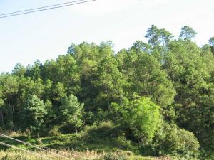 阿苦底村 阿苦底村