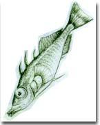 三棘刺魚 三棘刺魚