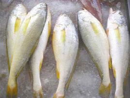 鮮掉眉毛 鮮掉眉毛