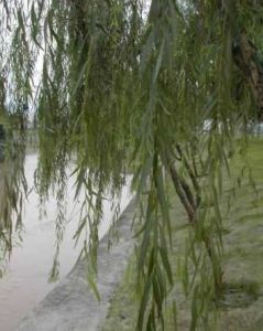 沭河白柳 沭河白柳