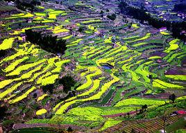 七彩梯田 七彩梯田