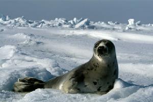 海豹