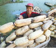 藕[睡蓮科植物的根莖]