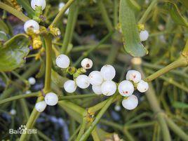 槲寄生屬 槲寄生屬