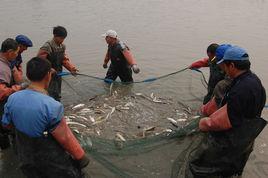 漁網效應 漁網效應