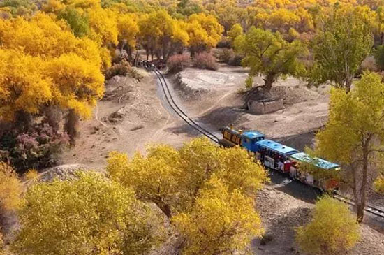 比喀納斯絢爛,比額濟納豐滿,世界最大最美胡楊林,就在新疆!