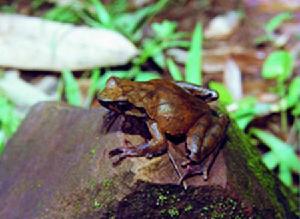 （圖）峨眉角蟾