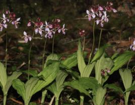 墨脫蝦脊蘭 墨脫蝦脊蘭