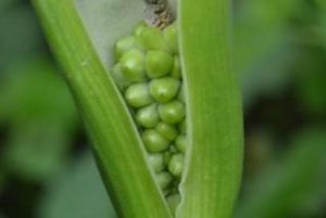 秘傳枳術二陳湯 秘傳枳術二陳湯