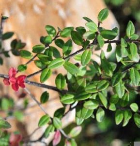 石生越橘 石生越橘