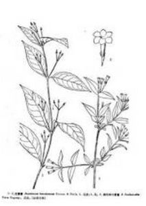 倒吊鐘葉素馨 倒吊鐘葉素馨