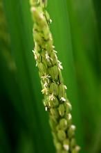 科稻3號 科稻3號